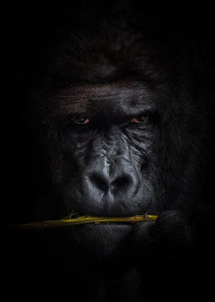 Mysterious gorilla Poster