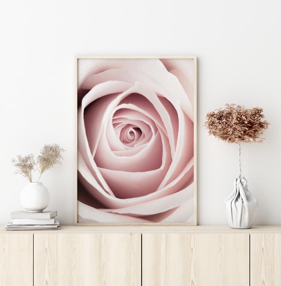 Pink Rose Poster