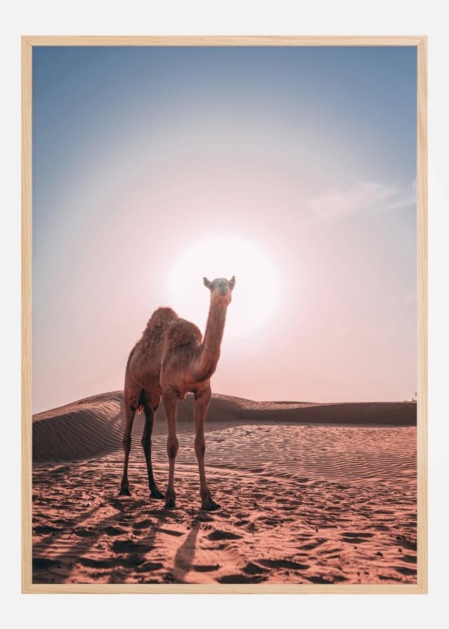 Camel Poster