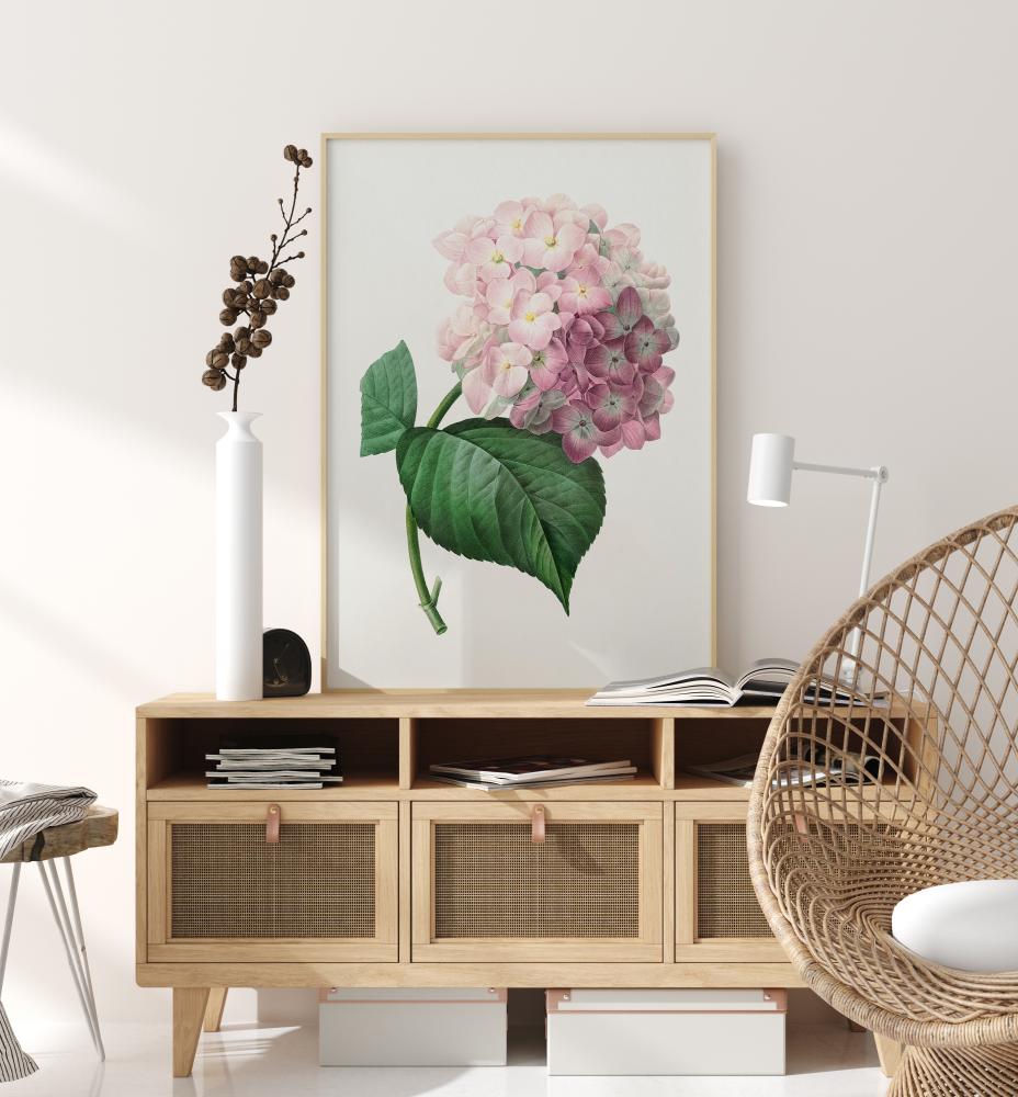 Hydrangea Macrophylla Poster