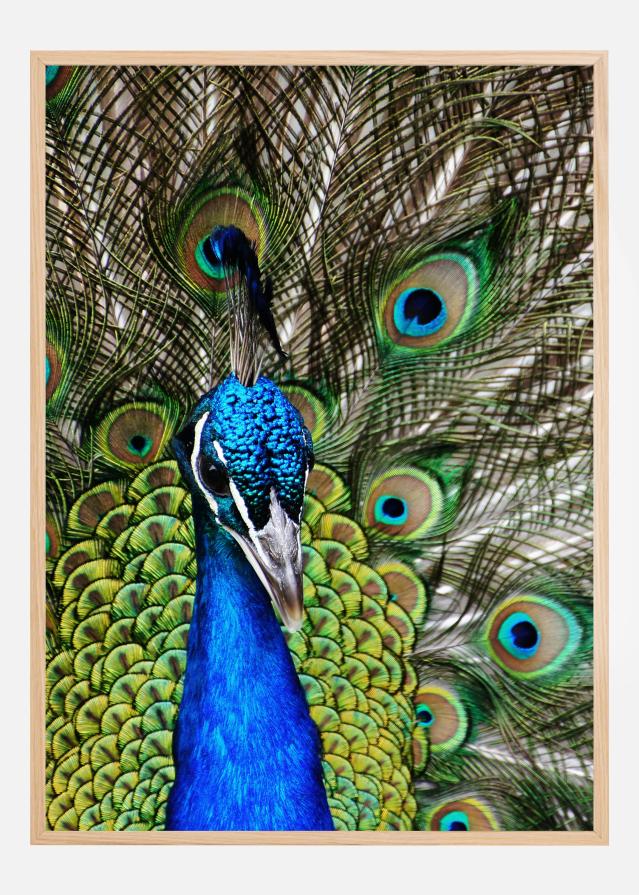 Peacock I Poster