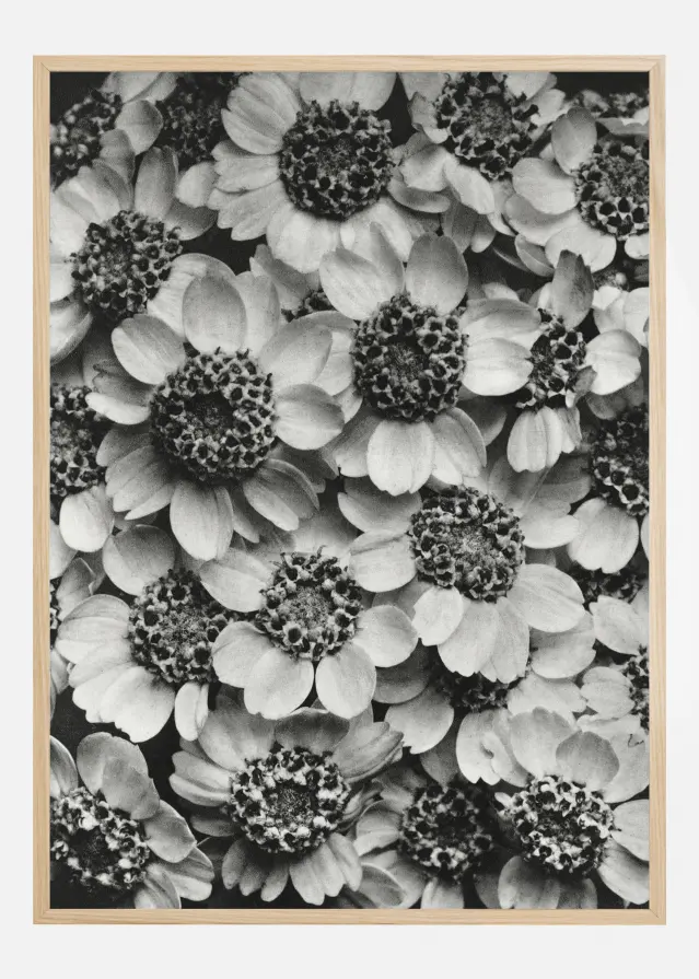 Black And White Flowers Poster