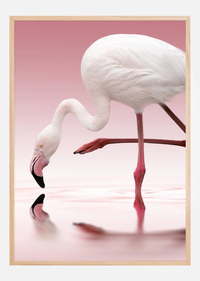 Flamingo Poster