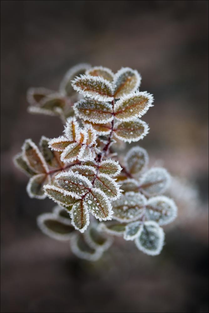 Frosty rose petals Poster