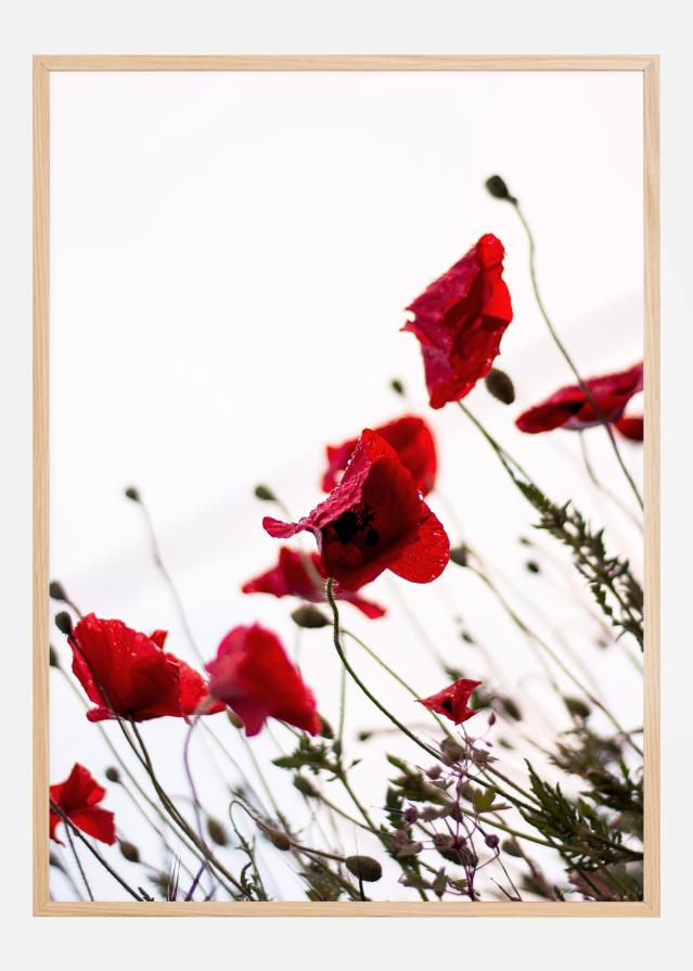 Poppy Poster