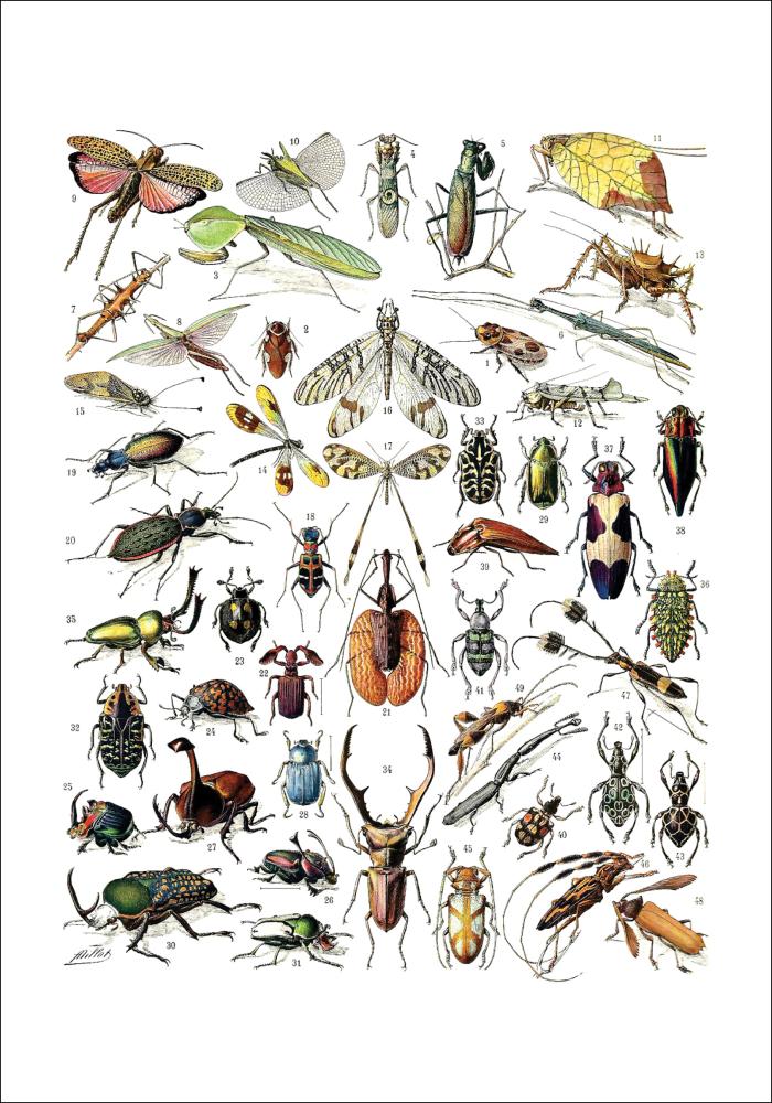 Planche avec insectes II Poster